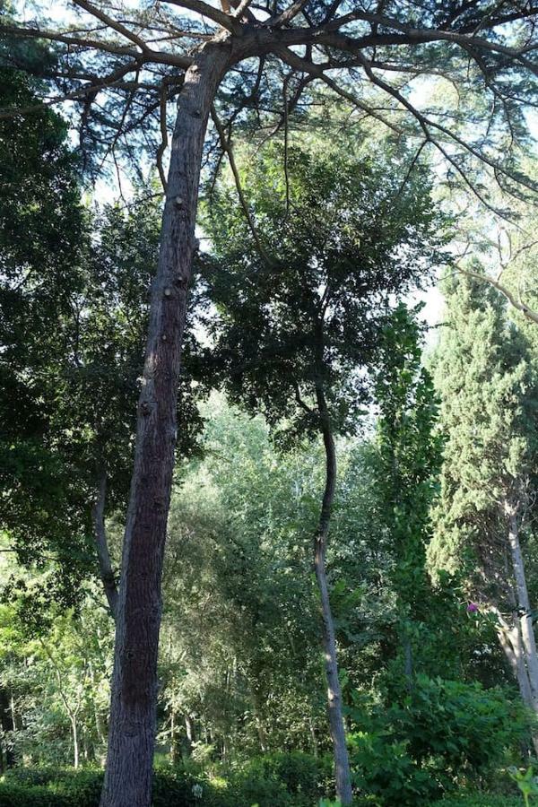 Suite A Villa D'Orri Sarroch Buitenkant foto